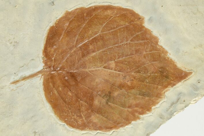 2.9" Fossil Leaf (Davidia) - Montana